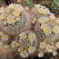 Preview: Mammillaria pennispinosa v. nazasensis SB 489